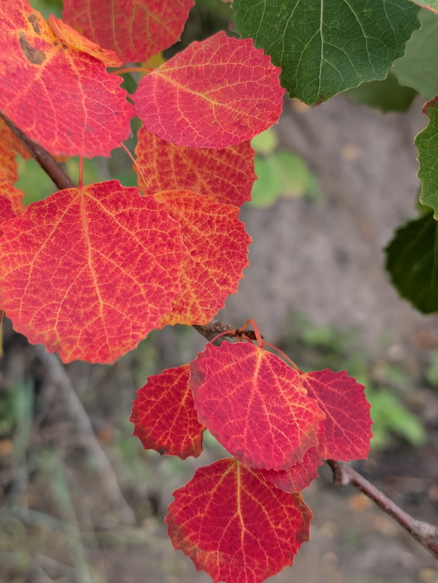Aspen leaves in red and green